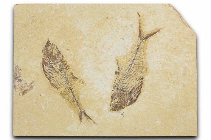 Plate of Two Fossil Fish (Diplomystus) - Wyoming #354047